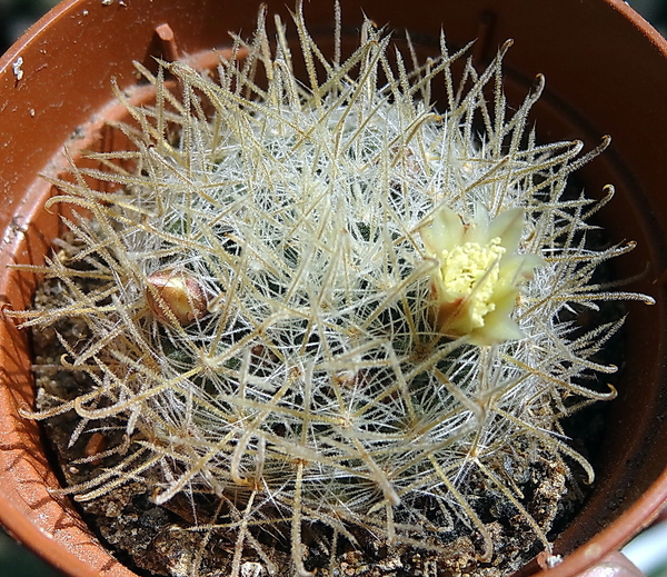 DSC03398Mammillaria puberula