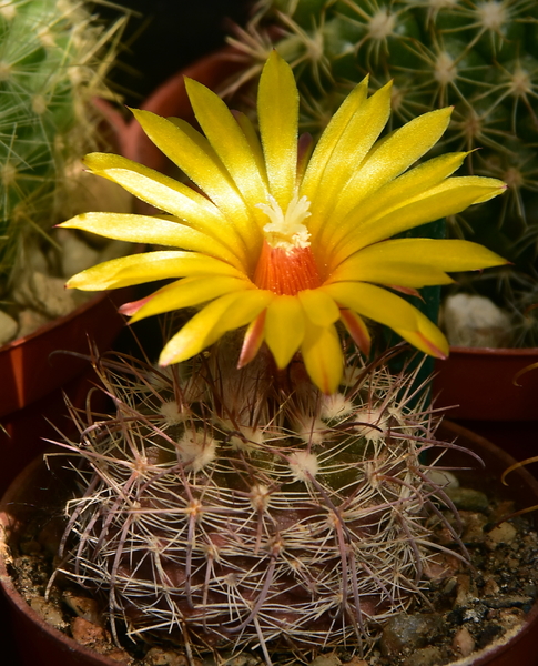 DSC_9435Parodia rubristaminea