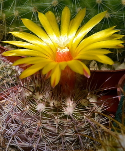 DSC_9442Parodia rubristaminea