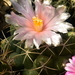 DSC_9448Thelocactus sp. Rio Verde