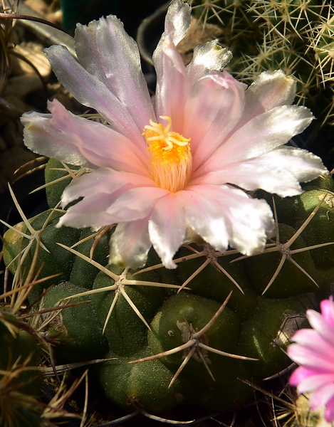 DSC_9448Thelocactus sp. Rio Verde