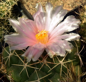 DSC_9449Thelocactus sp. Rio Verde