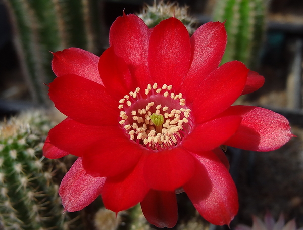 DSC03836Chamaecereus cv. Lincoln Elegance