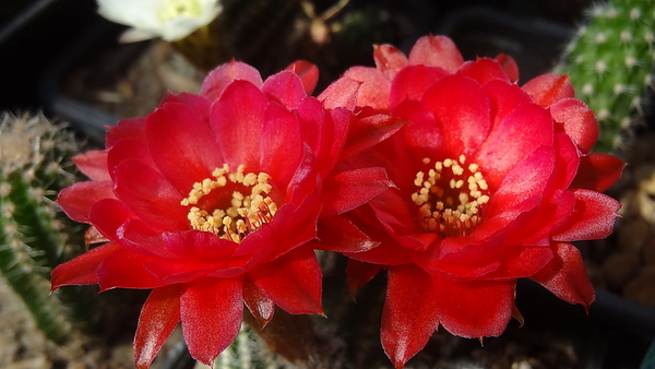 DSC03838Chamaecereus cv. Lincoln Elegance