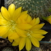 DSC03850Rebutia senilis v. kesselringiana