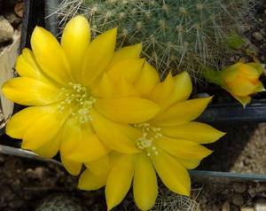 DSC03850Rebutia senilis v. kesselringiana