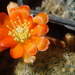 DSC03872Rebutia spinosissima v.aurea WR 318