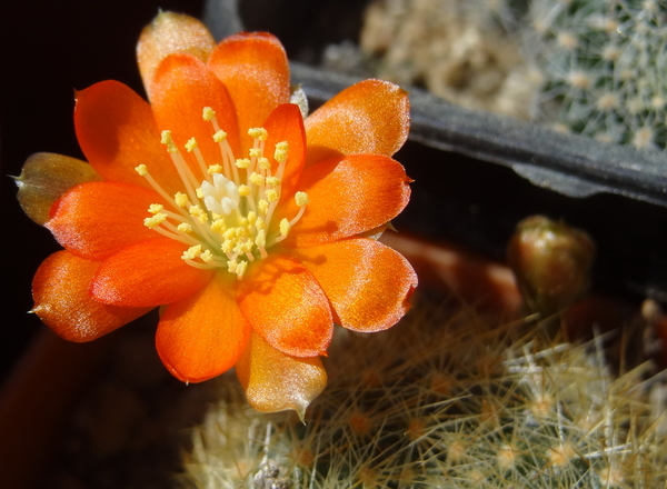 DSC03872Rebutia spinosissima v.aurea WR 318