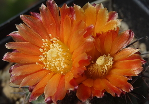 DSC03877Parodia subterranea f. ladae