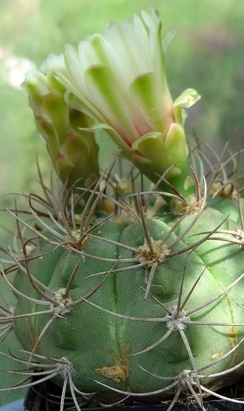 DSC03881Gymnocalycium curvispinum