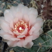 DSC03887Gymnocalycium ritterianum