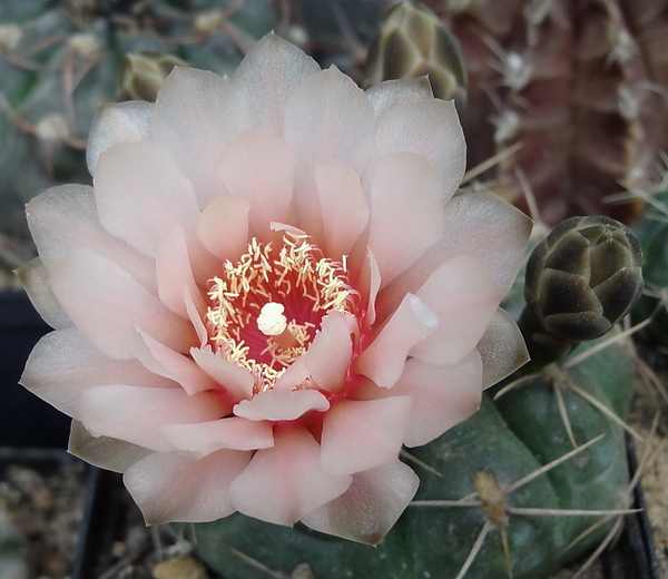 DSC03887Gymnocalycium ritterianum