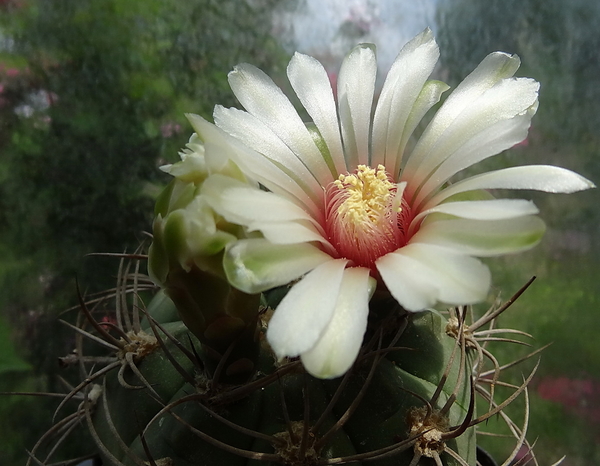 DSC03901Gymnocalycium curvispinum