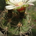 DSC03902Gymnocalycium curvispinum