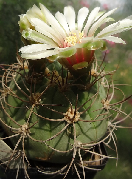 DSC03902Gymnocalycium curvispinum