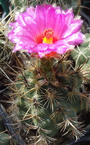 DSC03913Thelocactus bicolor