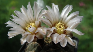 DSC03916Gymnocalycium ochoterenae v. cinereum