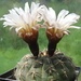 DSC03917Gymnocalycium ochoterenae v. cinereum