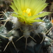 DSC03928Coryphantha bumamma