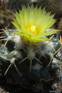 DSC03928Coryphantha bumamma