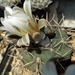 DSC03931Gymnocalycium ochoterenae TOM 09-381