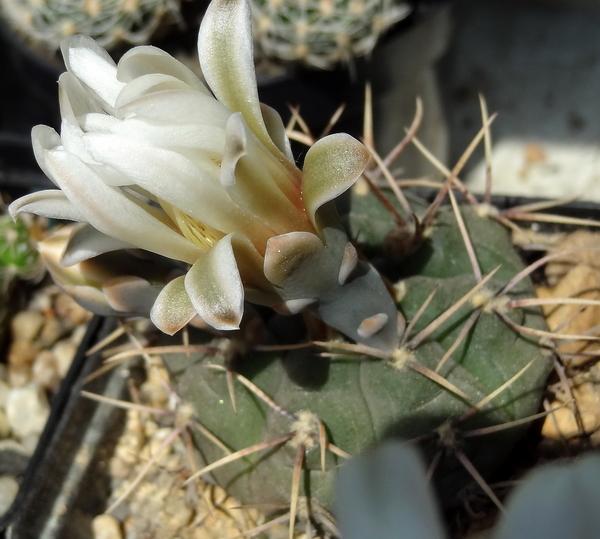 DSC03931Gymnocalycium ochoterenae TOM 09-381