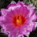 DSC03932Thelocactus bicolor