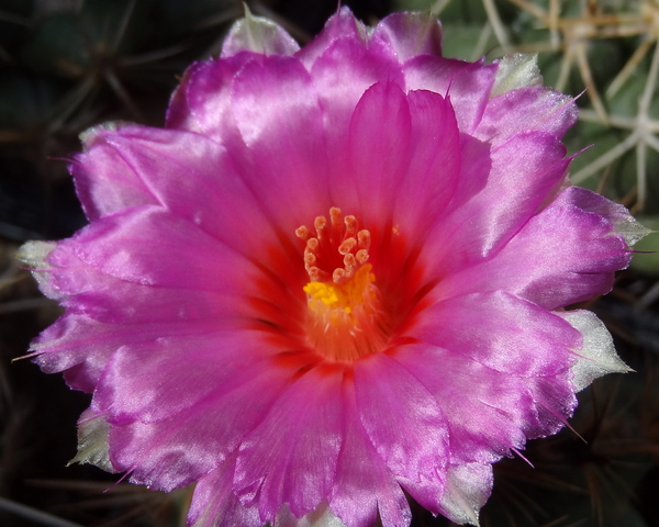 DSC03932Thelocactus bicolor