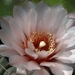 DSC03934Gymnocalycium ritterianum