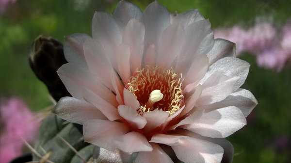 DSC03934Gymnocalycium ritterianum