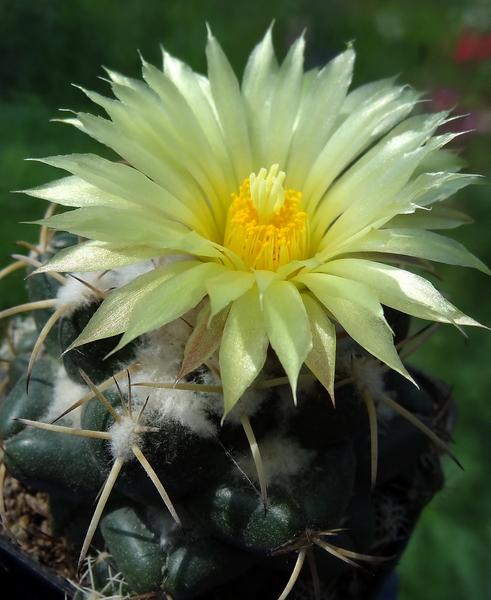 DSC03945Coryphantha bumamma