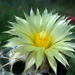 DSC03946Coryphantha bumamma