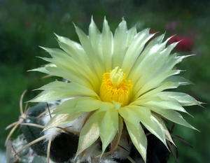 DSC03946Coryphantha bumamma