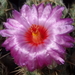 DSC03947Thelocactus bicolor