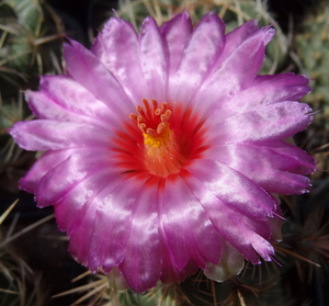 DSC03947Thelocactus bicolor