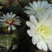 DSC03952Gymnocalycium gibbosum v. nobile