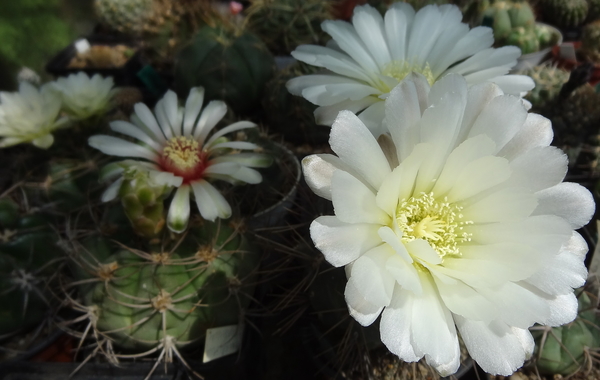 DSC03952Gymnocalycium gibbosum v. nobile