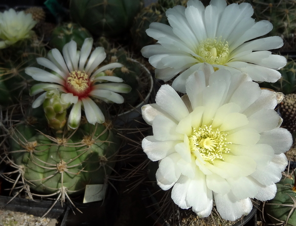 DSC03953Gymnocalycium curvispinum