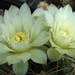 DSC03955Gymnocalycium multiflorum