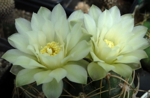 DSC03955Gymnocalycium multiflorum