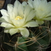 DSC03956Gymnocalycium multiflorum