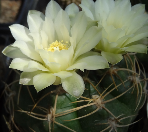 DSC03956Gymnocalycium multiflorum