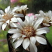 DSC03963Gymnocalycium guanchinense VS 39