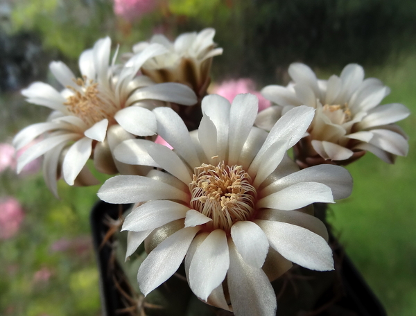 DSC03963Gymnocalycium guanchinense VS 39