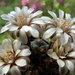 DSC03965Gymnocalycium guanchinense VS 39