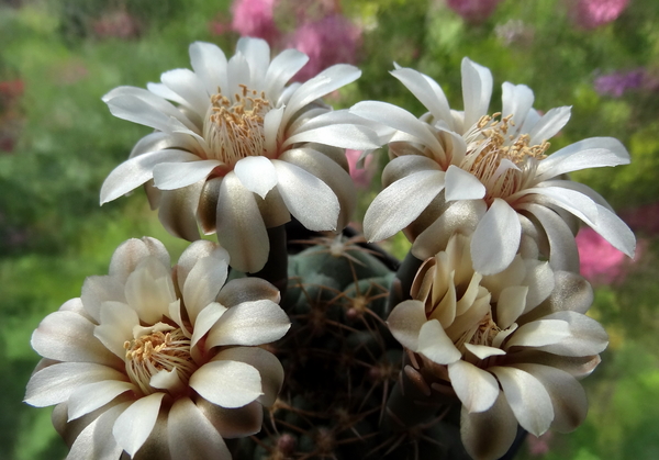 DSC03965Gymnocalycium guanchinense VS 39