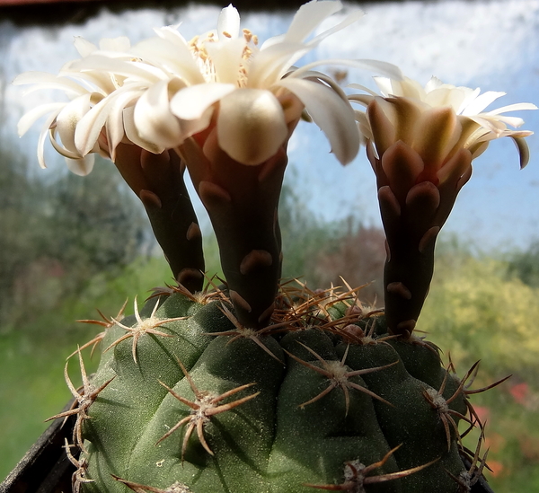 DSC03964Gymnocalycium guanchinense VS 39