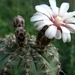 DSC03970Gymnocalycium bodenbenderianum