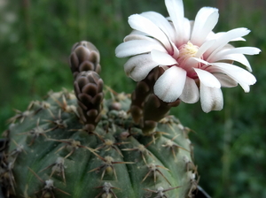 DSC03970Gymnocalycium bodenbenderianum