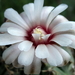 DSC03971Gymnocalycium bodenbenderianum